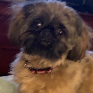 Meet your Posher, Brandi